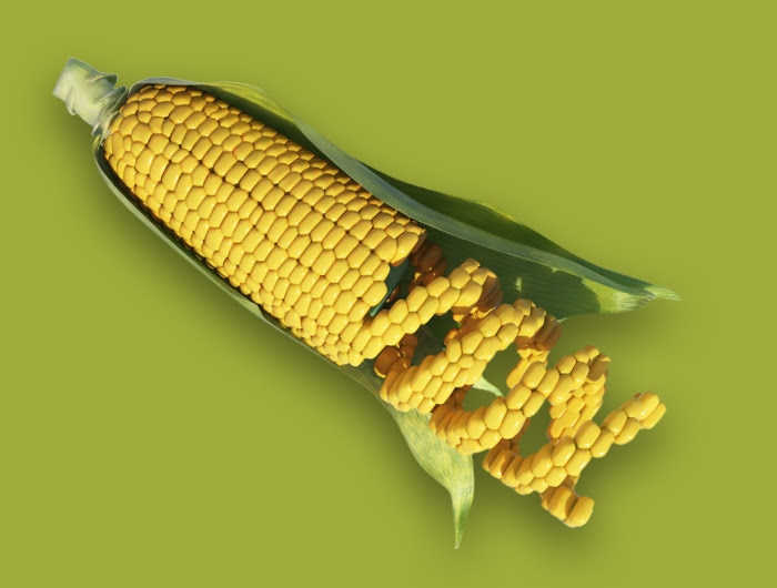 GMO corn DNA strand